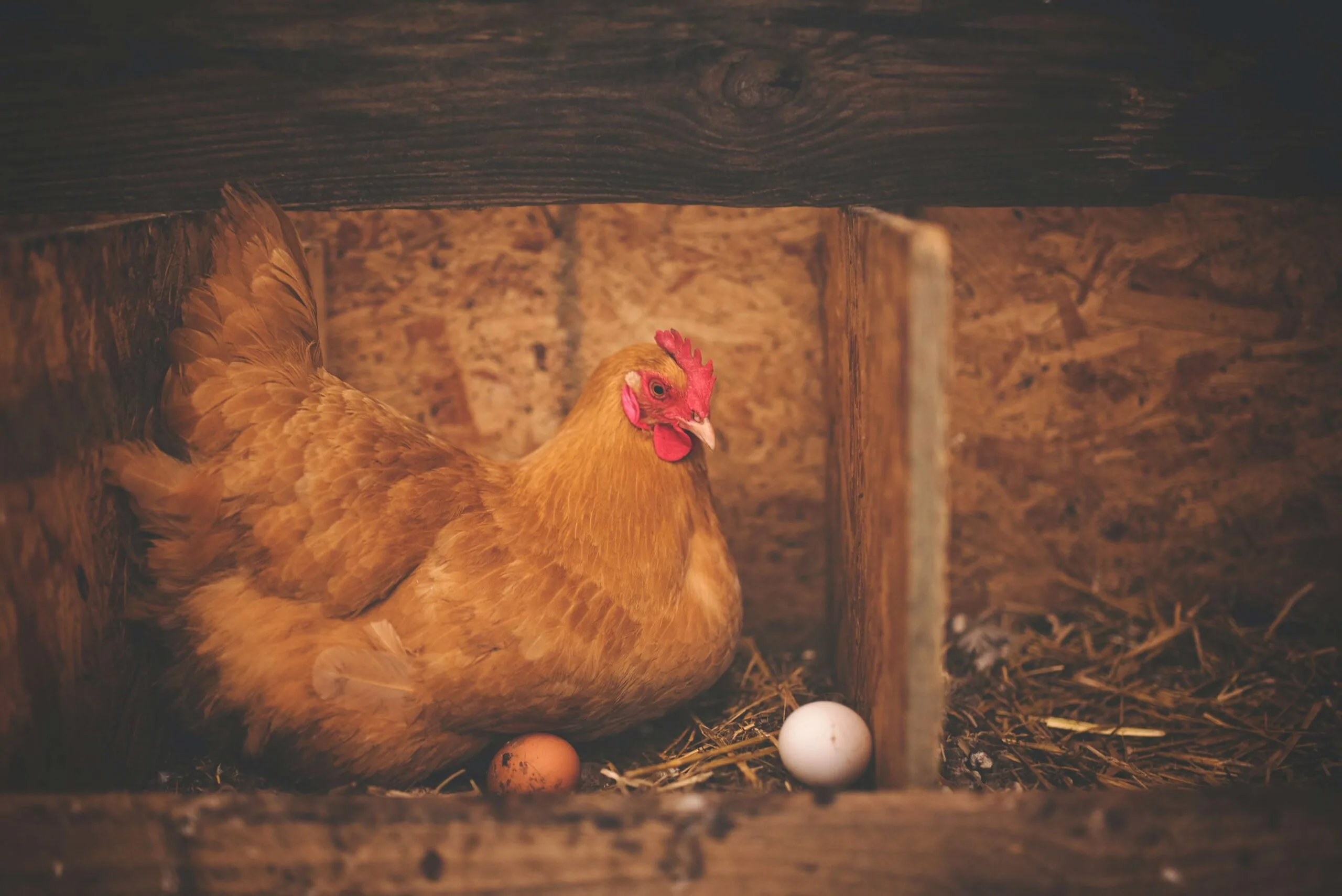 Nesting Boxes: The Only Guide You’ll Ever Need