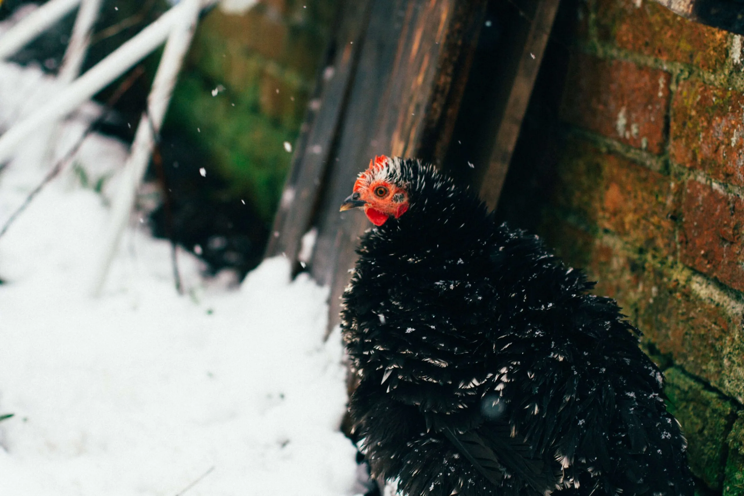 Knowing Ideal Temperature for chickens: A Practical Conclusive Guide